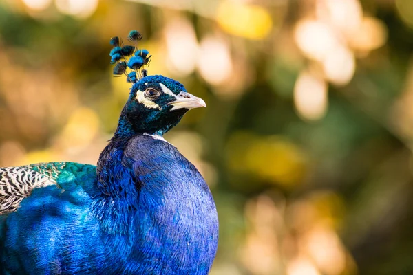 Pfau auf dem Baum — Stockfoto