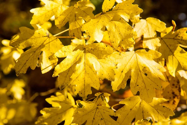 Осенние листья опадают — стоковое фото
