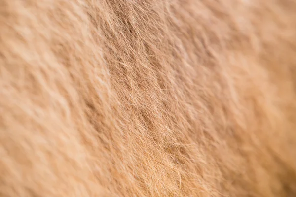 Padrão de pele de camelo Fotografias De Stock Royalty-Free
