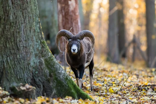 Moufflon nex to the tree — Stock Photo, Image