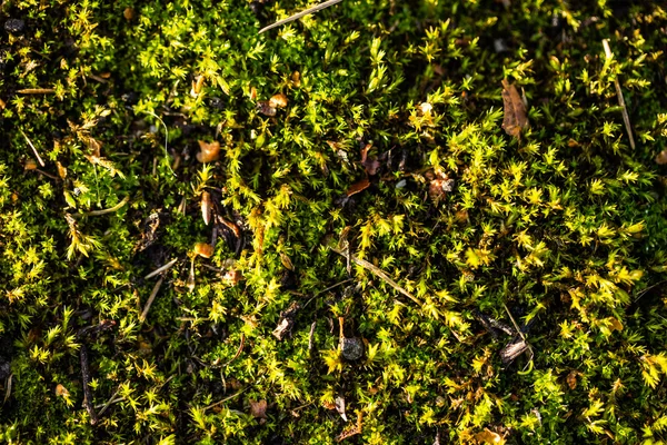 Moss pattern texture — Stock Photo, Image