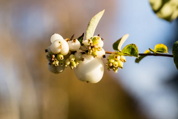 Symphoricarpos albus - beyaz snowberry