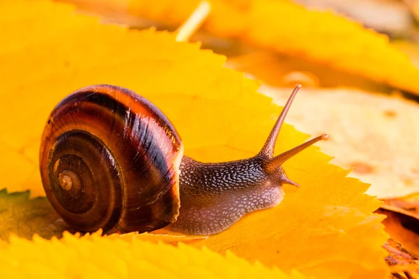 Outono caracol foto Imagem De Stock