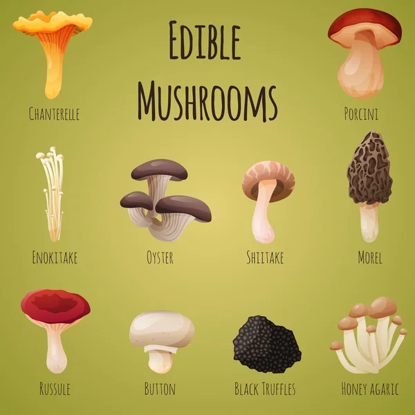 Edible mushroom — Stock Vector