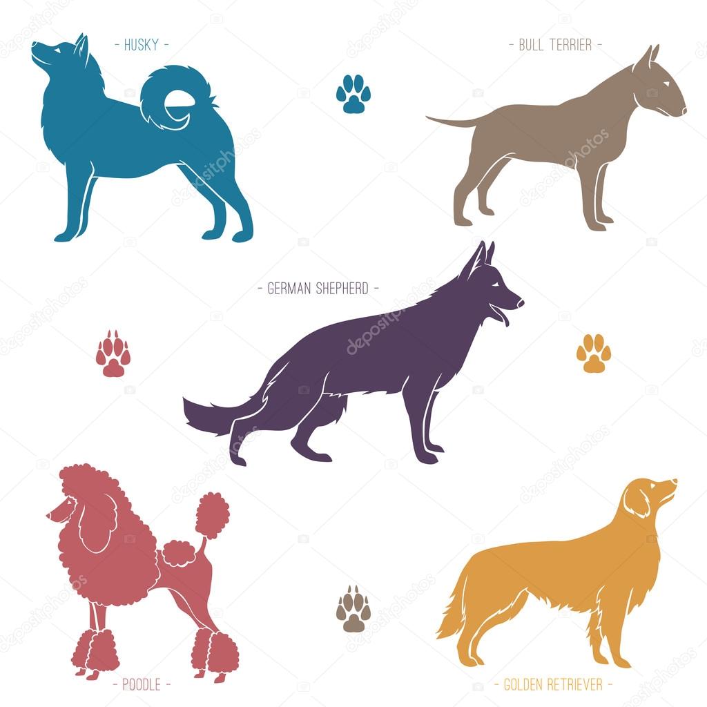 Set of different dog breeds silhouettes. Husky, bullterrier, poodle etc