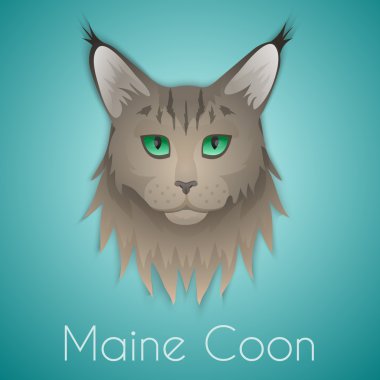 Maine Coon