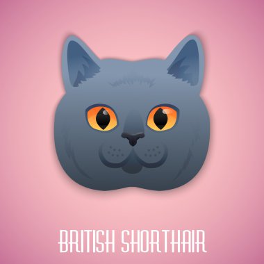 pembe bir arka plan üzerinde turuncu gözlü ritish stenografi mavi kedi