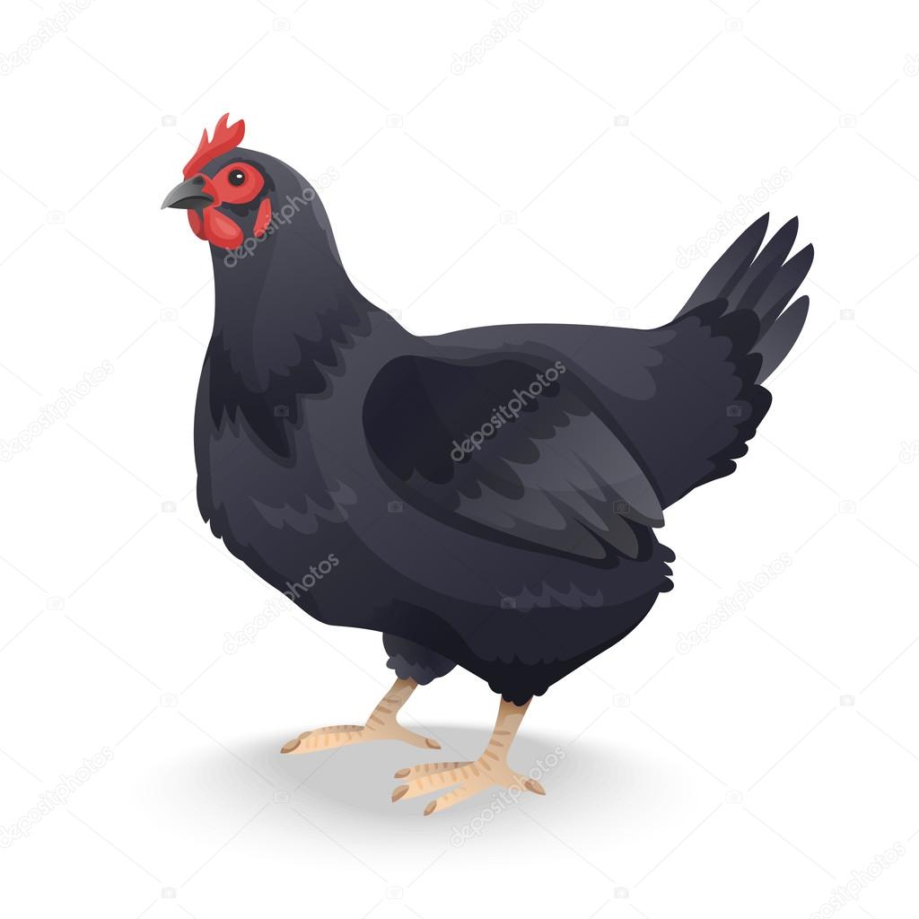black farm hen isolated on white background