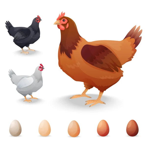 Gallinas realistas en diferentes razas y huevos — Vector de stock