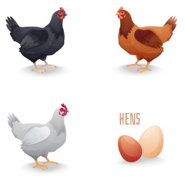 Set of hens different breed with eggs. isolated vector