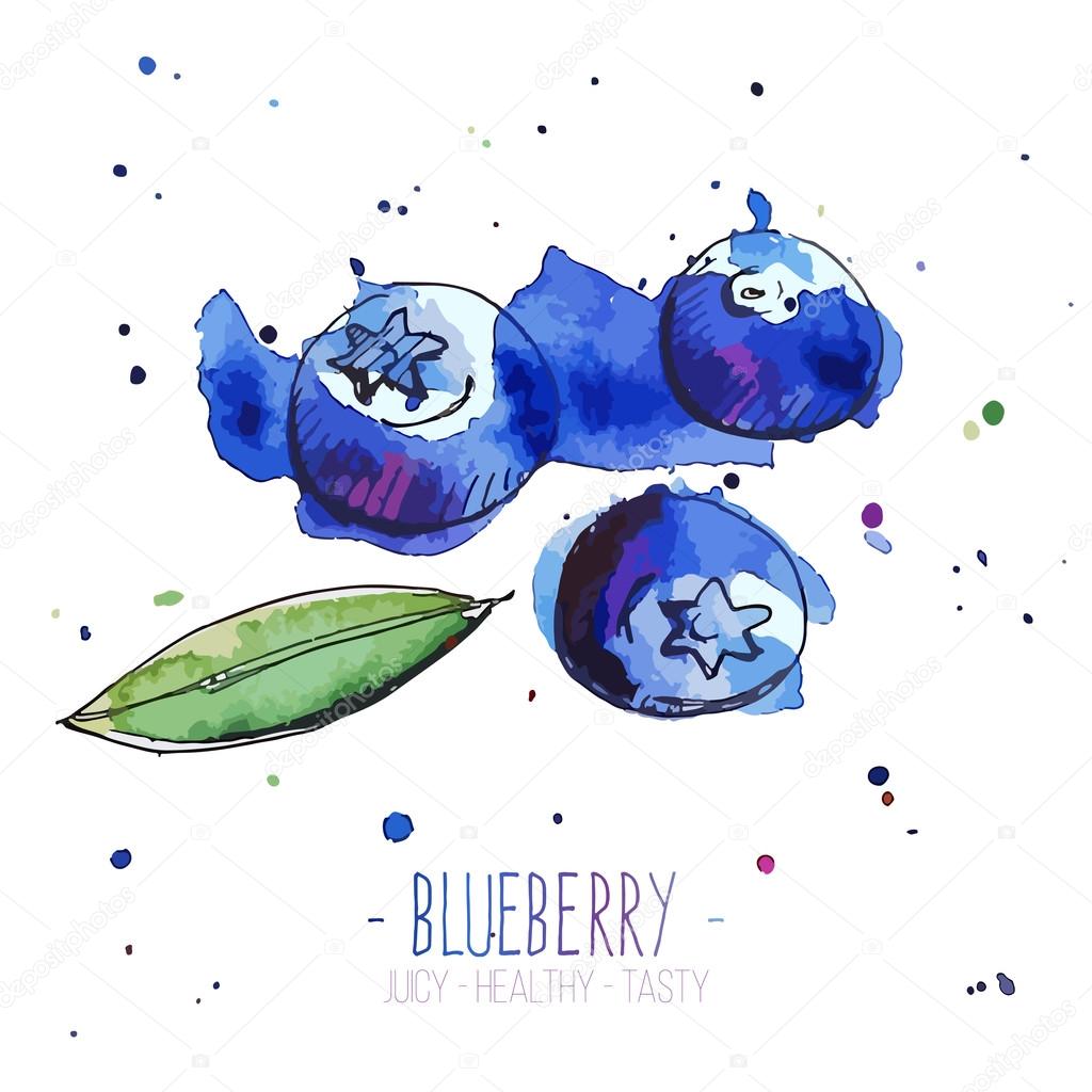 Watercolor blueberries with splashes in free style. Fresh and juicy colors. Hand drawn isolated on white background.