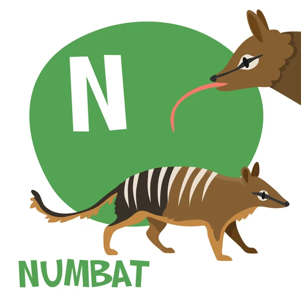 Funny cartoon animals vector alphabet letter set for kids. N is Numbat. — Stock Vector