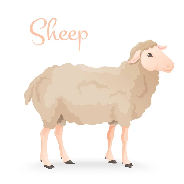 Realisic cute sheep standing on the gras with farm background Royalty Free Stock Illustrations
