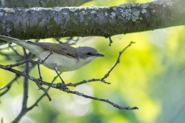 Ağaç dalında daha az beyaz boğazlı. Sylvia Curruca.
