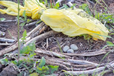 Sandpiper eggs on the ground. Polluted environment. Polyethylene in the environment. clipart