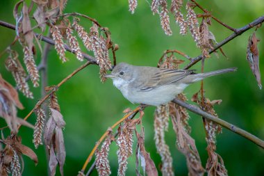 Ağaç dalında sıradan bir Beyazboğan. Sylvia Communis.