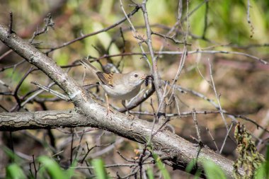 Gagasında tırtıl olan bir ağaç dalında yaygın bir Whitethroat. Sylvia Communis.