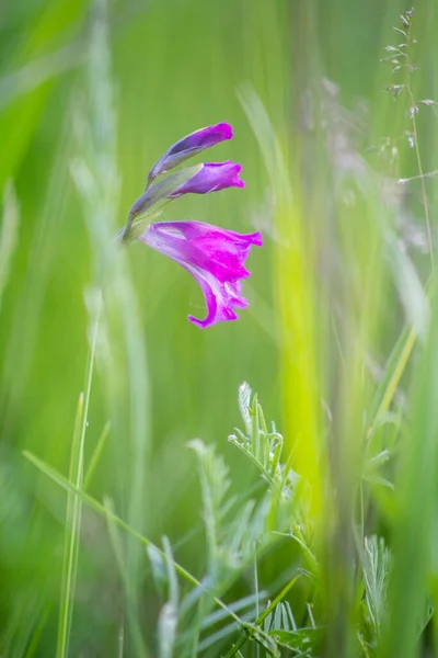 The Flowers Of Gladiolus. Slender Corn-flag flowers. Wild flowers glow in the sunlight.