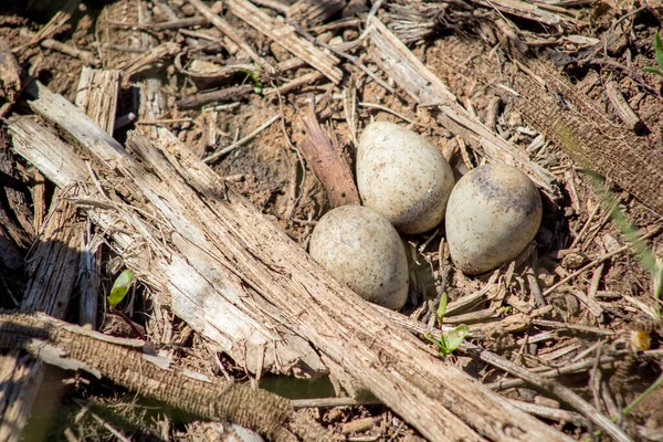 Sandpiper Eggs Ground — Stock Photo, Image