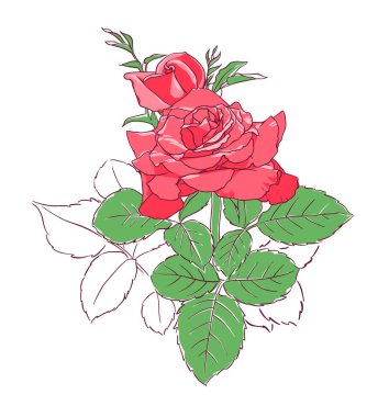 Gül çiçeklerinin çizimi. Beyaz arka planda gül çizimi. Vektör illüstrasyonu.