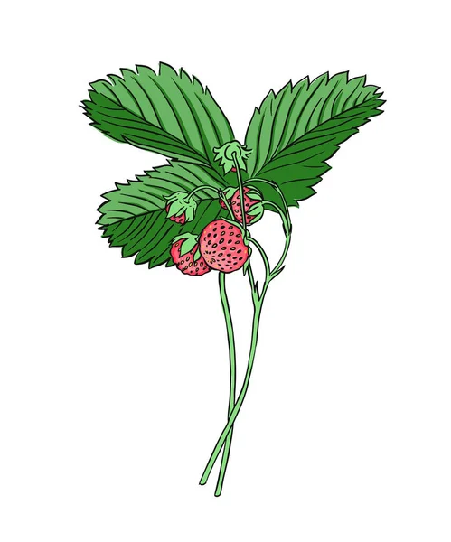Sprig Wild Strawberries Vector Drawing White Background — Stock Vector