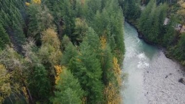 Kanada kayalıklarında ve vahşi nehirlerde sonbahar çam ağaçlarının tepeden aşağı manzarası