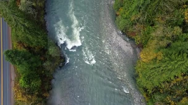 Vola Sul Fiume Canadese Selvaggio Durante Corsa Salmone — Video Stock
