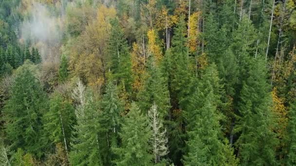 Aerial View Canadian Forest Yellow Green Spruce Trees — Stock Video
