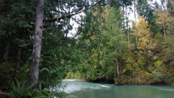 Divoká Kanadská Řeka Obklopená Podzimním Lesem — Stock video