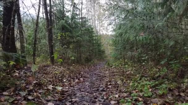 Voando Floresta Outono Área Rural Canadense — Vídeo de Stock