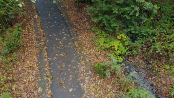 Top Över Stig Skog Täckt Med Orange Löv Och Bäck — Stockvideo