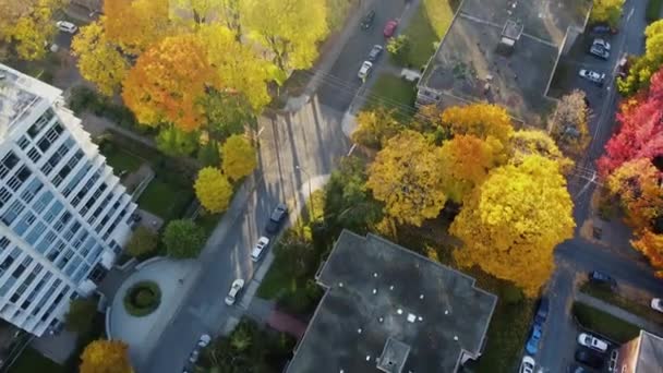 Vista Arriba Hacia Abajo Los Árboles Amarillos Naranjos Vancouver Durante — Vídeos de Stock