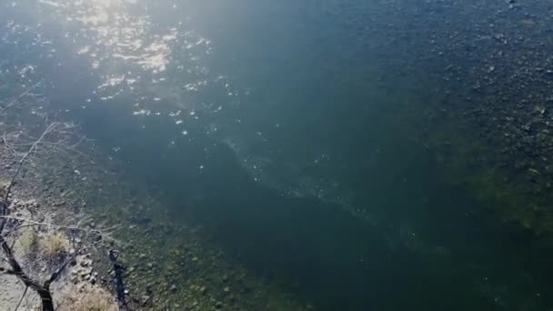 Вгорі Вниз Над Річкою Фрезер Лососем Вгору Течією — стокове відео