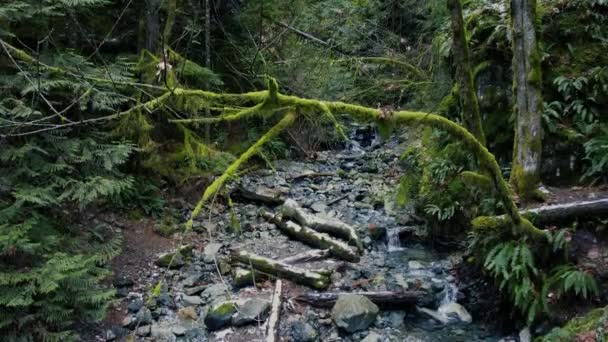 Vista Aérea Córrego Água Vegetação Circundante Floresta Canadense — Vídeo de Stock