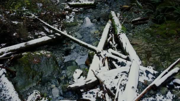 Troncos Cubiertos Con Nieve Sobre Arroyo Agua Canadá — Vídeo de stock