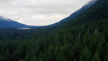 Yeşil çam ağaçları ve arka planda karlı dağların olduğu büyük vadinin havadan görünüşü