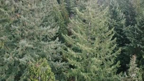 브리티시컬럼비아주의 가문비나무들 사이를 날아다니는 — 비디오