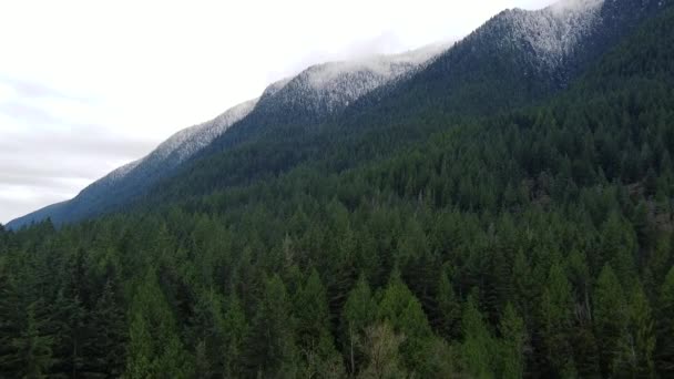 Letět Přes Divoký Zelený Les Směrem Zasněženým Horám Kanadě — Stock video