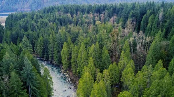 緑の松林と野生のカナダの川の空中ビュー — ストック動画