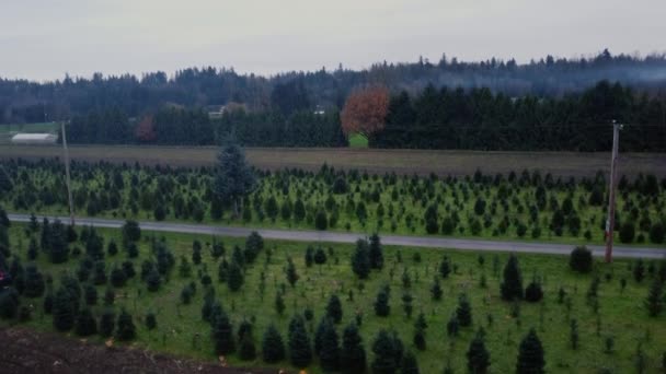 Sonbaharda Bulutlu Bir Günde Noel Ağacı Çiftliğinin Havadan Görünüşü — Stok video
