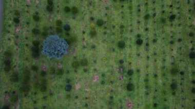 Ağaçların farklı boyutlarda olduğu yeşil noel ağacı çiftliğinin tepeden aşağı manzarası