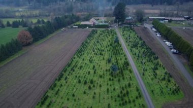 Kanada 'da farklı noel ağaçları olan çiftliğin havadan görünüşü