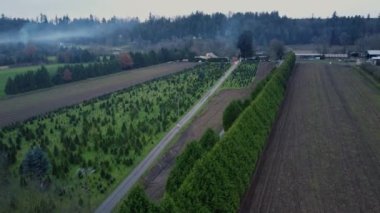 Bulutlu bir akşamda sisli Noel ağacı çiftliğinin havadan görünüşü