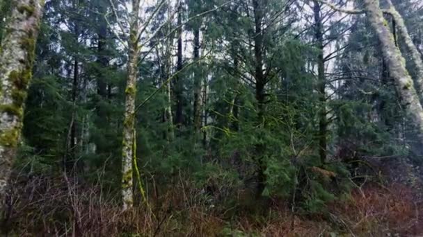 Dolly Shot Della Foresta Selvaggia Autunno Una Giornata Nuvolosa — Video Stock