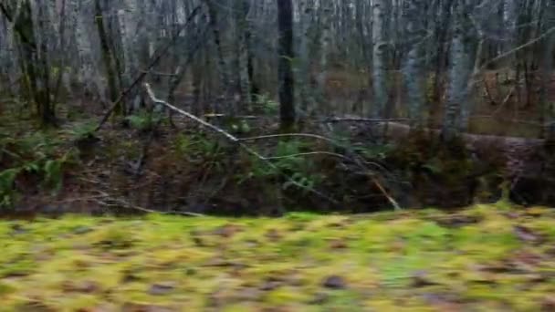 Vista Laterale Della Guida Attraverso Foresta Autunnale Nelle Giornate Pioggia — Video Stock