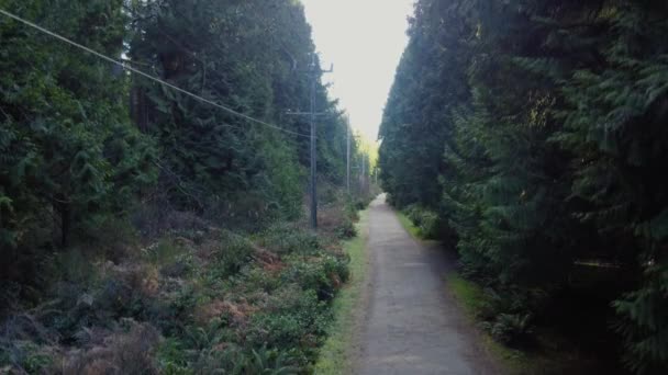 Latać Nad Samotnym Szlakiem Parku Otaczającymi Zielonymi Drzewami — Wideo stockowe