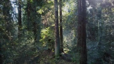 Güneşli bir öğleden sonra Kanada 'da sonbahar ladin ormanında solunum kamerası