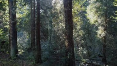 Arka planda yanıp sönen bir mercekle ağaç kabuklarına doğru uç.