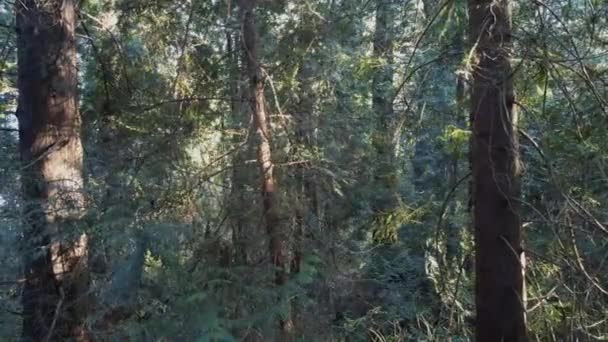 Kigger Gennem Grønne Gule Fyrretræer Skoven Solrig Dag – Stock-video