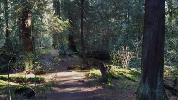 Voo Câmera Sobre Trilha Ensolarada Floresta Com Raios Vindo Através — Vídeo de Stock
